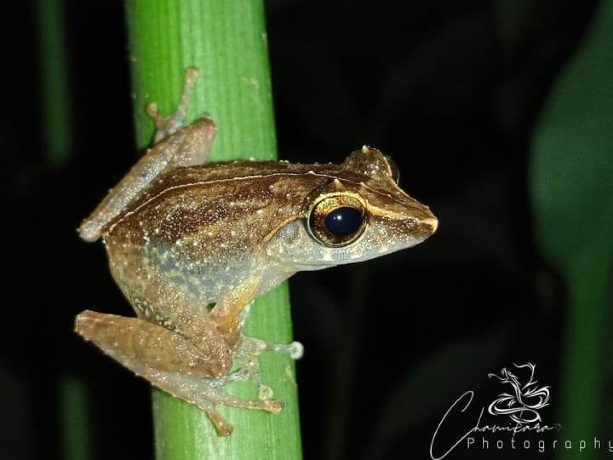 Pseudophilautus stictomerus Gunther, 1876